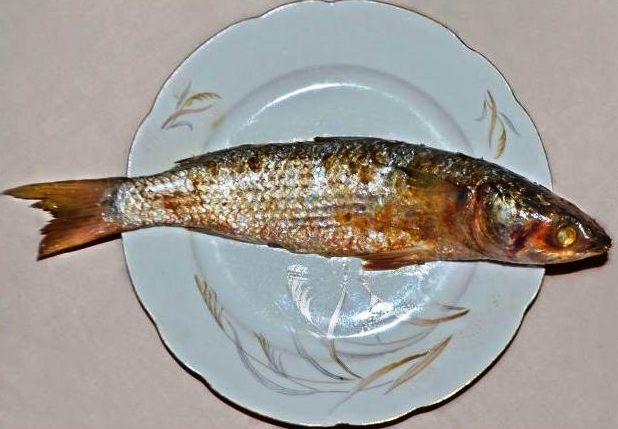 ALIMENTOS PERIGOSOS