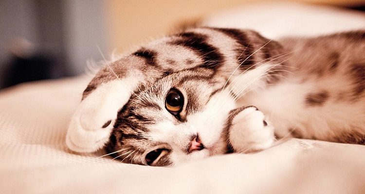 GATOS
