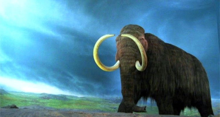 MAMUTES