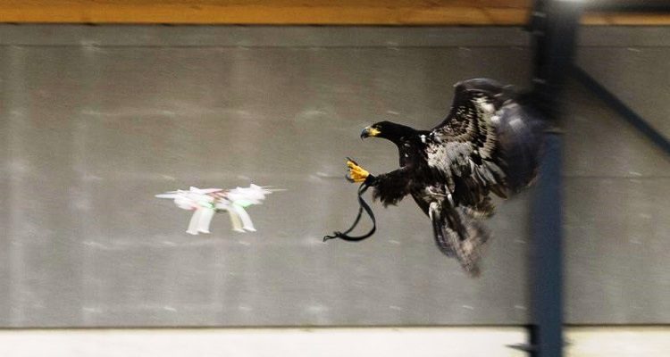 ÁGUIAS CAÇA DRONES