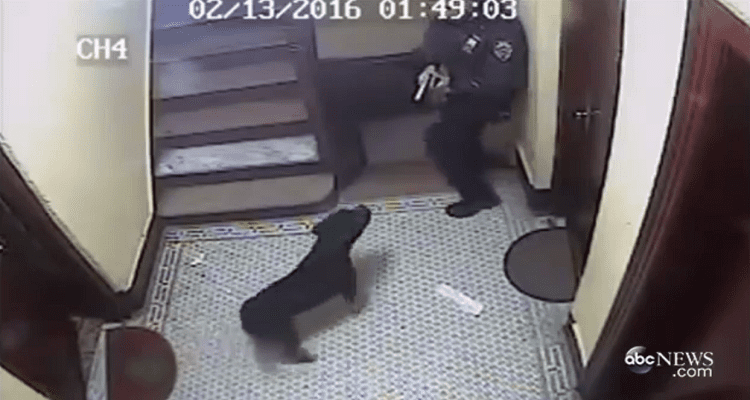 POLÍCIA MATA CÃO INOFENSIVO