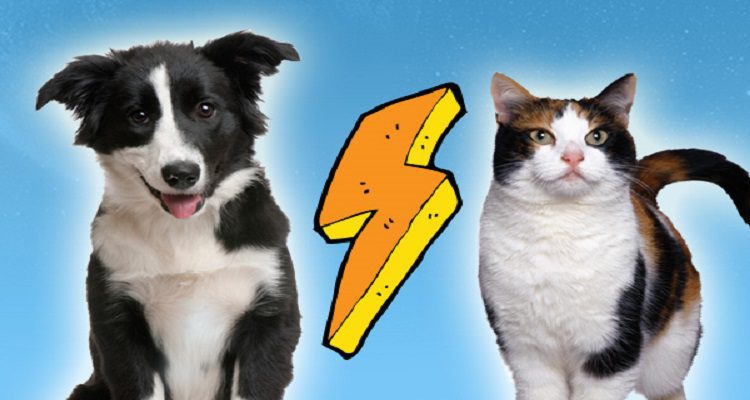 ANIMAIS DE ESTIMAÇÃO: CÃES OU GATOS ?