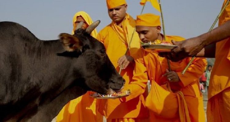ÍNDIA VAI TER "MINISTRO DAS VACAS"