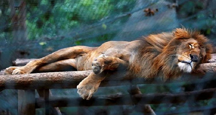 VENEZUELA: ANIMAIS DO ZOO MORREM À FOME