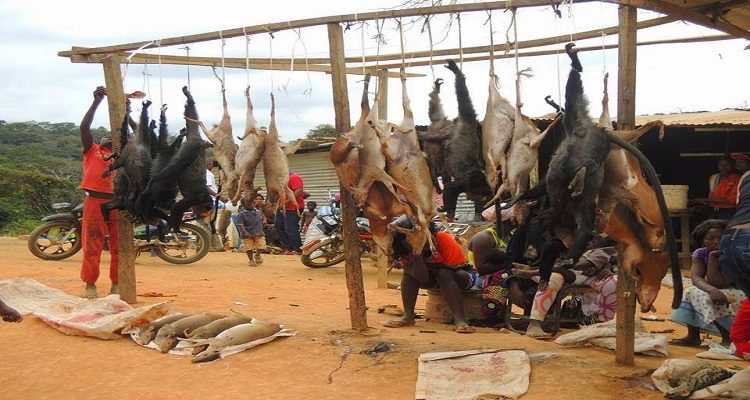 ANGOLA PROÍBE VENDA ANIMAIS SELVAGENS