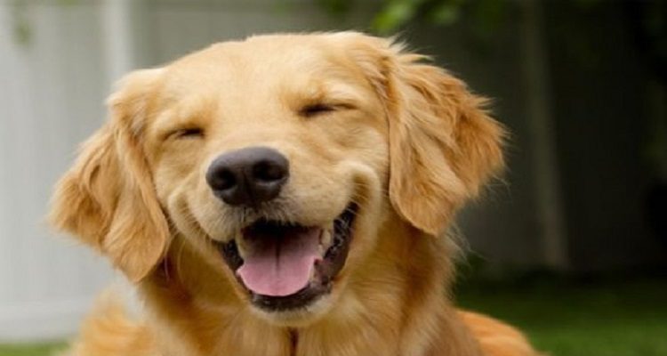 CANCELOU CASAMENTO POR CAUSA DO CÃO