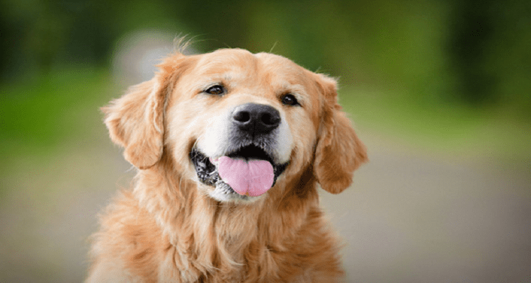 DAR OSSOS AO CÃO ? ESTÁ ERRADO !