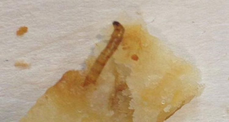UMA LARVA NAS BATATAS DO MCDONALDS