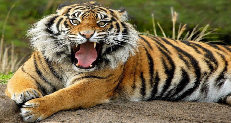 DOIS TERÇOS DOS ANIMAIS SELVAGENS
