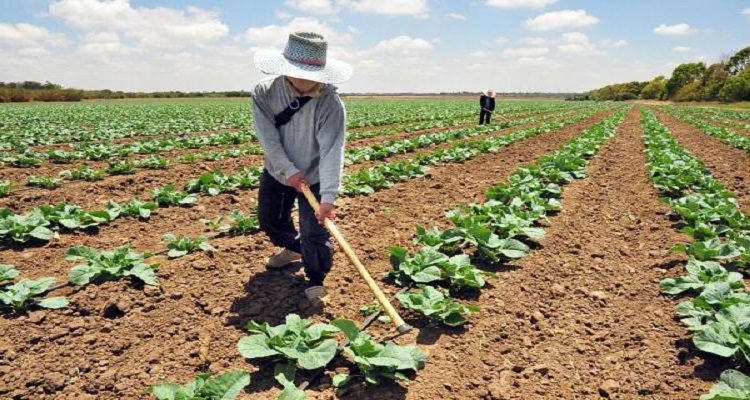 2016 UM MAU ANO AGRÍCOLA