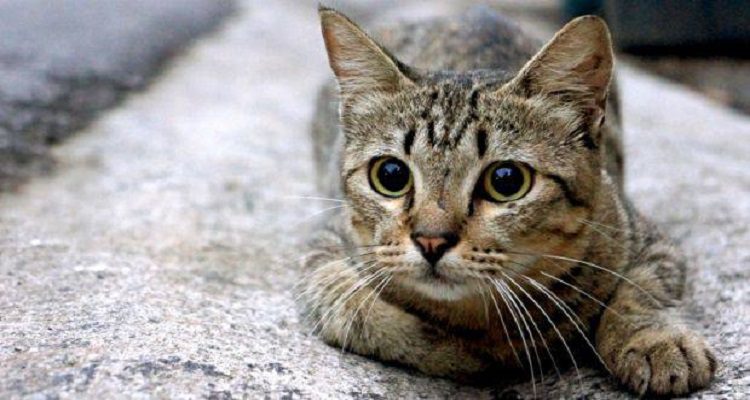 NA INGLATERRA HÁ UM SERIAL-KILLER DE GATOS